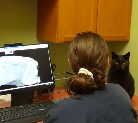 cat sitting on desk